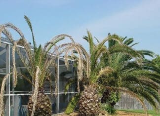 Let’s Get Growing with Julie: Palm Pruning Problems Tree 2