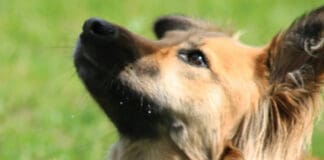 Dog2