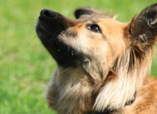 Charity Chatter Dog2
