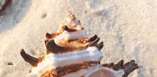 Shells Murex Indiva