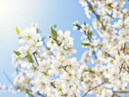 Spring Tree