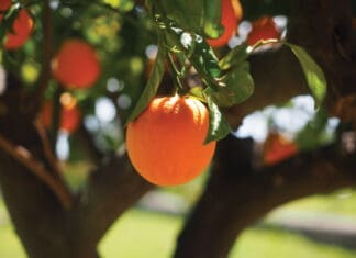 Let’s Get Growing with Julie: Assessing Freeze Damaged Citrus Orange Tree