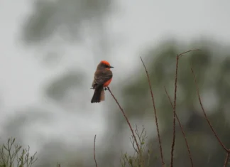 Bay County Audubon Society Photography Exhibit at The Library Through May Bay County Audubon Bird
