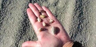 Seashells 1