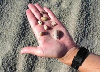 Seashells on Our Beaches Seashells 1