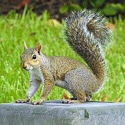 Eastern Gray Squirre