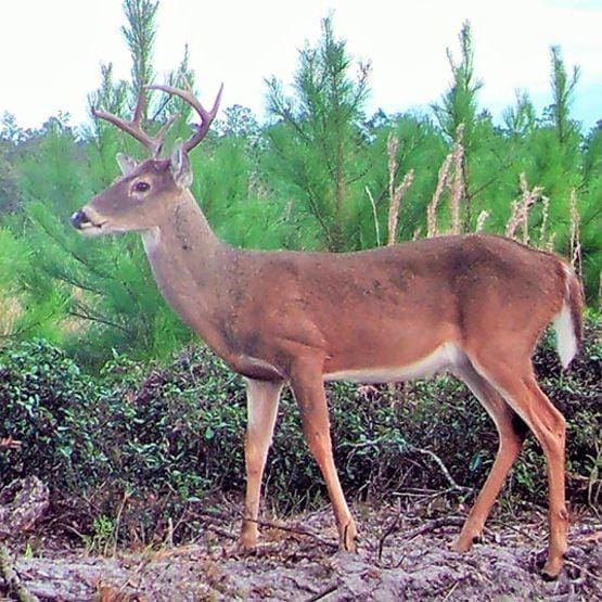 Buck. FWC.