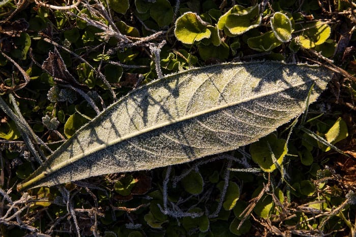 Morning Frost On Leaves And Grass. 02 04 21.