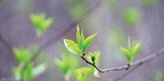 Spring Season, Young Green Leaves On A Tree Branch