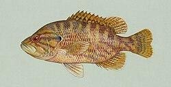Image3