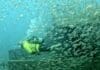 Artificial Reefs 2