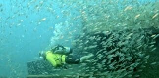 Artificial Reefs 2