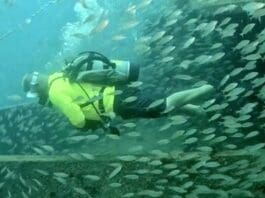 Artificial Reefs Ft