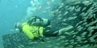 Artificial Reefs Ft