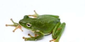 Green Treefrog