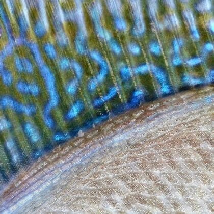 Emily Ellis Trigger Texture (1)