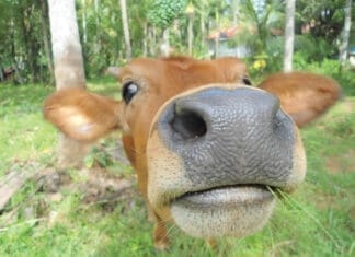 Holy Cow