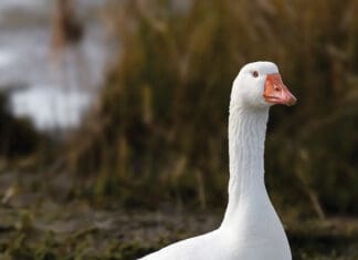 Goose