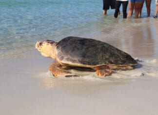Gulf World Marine Institute: Gulf Coast Creature Rescue, One Turtle at a Time Turtle Release 7nov2019 Bean (39)