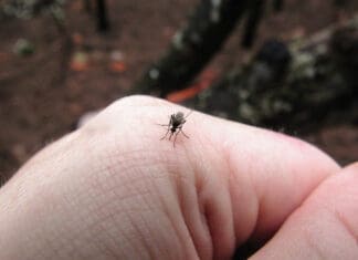 Mosquito On Hand