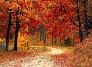 A Pastor’s Ponderings: Changing Seasons Fall Road