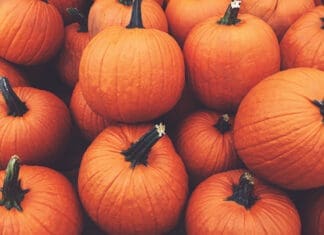Camp Helen Pumpkin Sale and Saturdays in the Patch Pumpkins