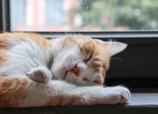 The Underrated Power of Sleep Cat Sleeping