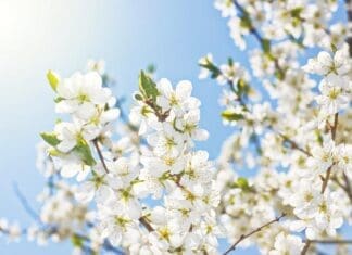 What Was Jesus Feeling When Spring was Approaching? Spring Tree