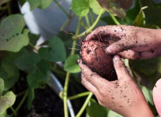 It’s May – Can I Still Plant a Garden? Harvesting Sweet Potatoes From A School Garden. Photo Taken 10 19 16.