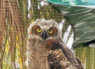 Panhandle Wildlife Rescue Opens New Wildlife Rehabilitation Hospital Panhandle Wildlife Rescue Owl