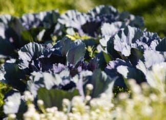 Let’s Get Growing: Getting Ready for Fall Gardening Image1