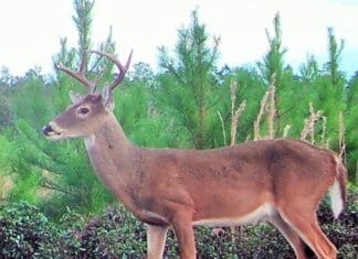 Wildlife in Fall Image3