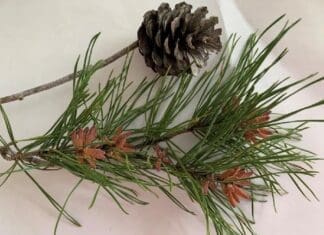Pine Pollen and Smilax: Ready for Spring? Image1