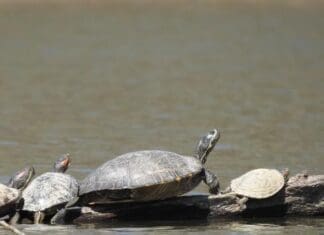 What Wild Things Live in Florida Panhandle Springs? Image2