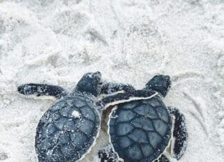 Don’t Be a Hurdle, Save a Turtle Green Certificate Pic