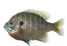 Ft Fish