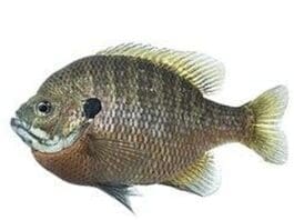 Ft Fish