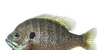 Ft Fish