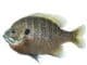 Summer Freshwater Fishing in the Panhandle Ft Fish