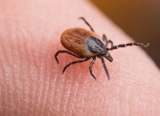 Tick Bites: Prevention, Removal, and Seeking Treatment Image (2)