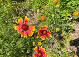 Flowers That Thrive in the Heat (and Drought!) Image3
