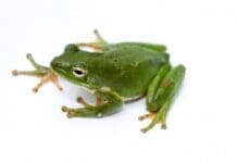 Green Treefrog