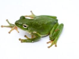 Green Treefrog