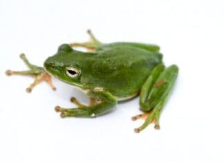 Green Treefrog
