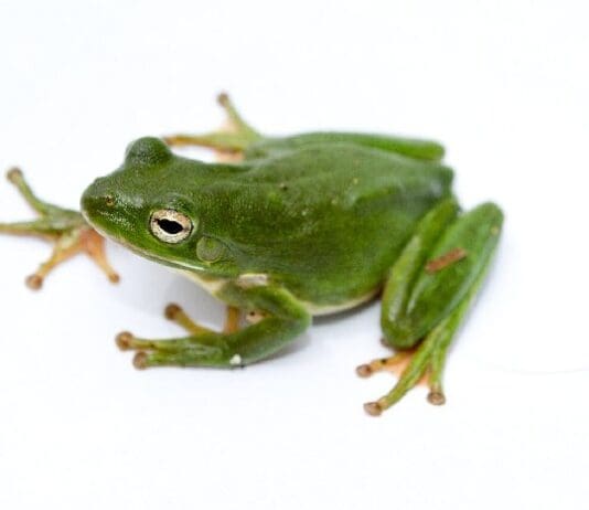 Green Treefrog