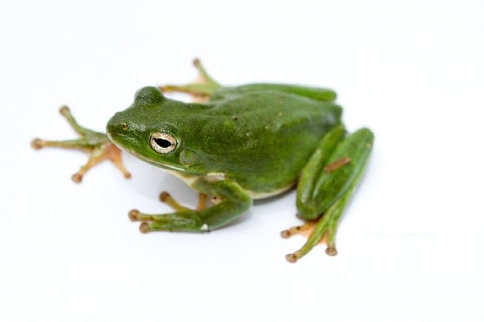 Green Treefrog
