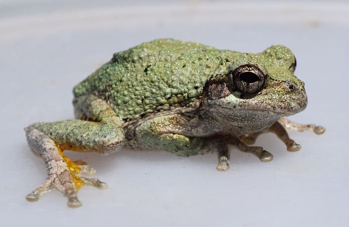 Copes Tree Frog